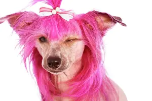 Front Views Prints: Chinese Crested Dog With Pink Hair