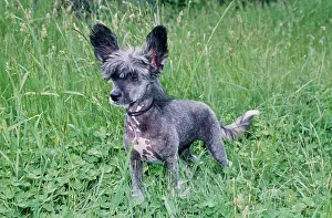 Pure Breed Prints: A Chinese crested hairless dog on grass