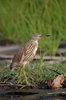 Oriental Prints: Chinese Pond-heron (Ardeola bacchus) adult