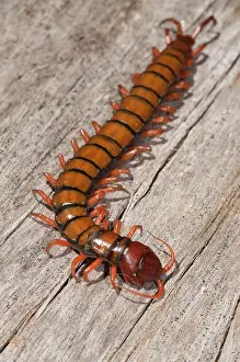 Naturalness Prints: Chinese Red Head Centipede (Scolopendra subspinipes), Klungkung, Bali, Indonesia