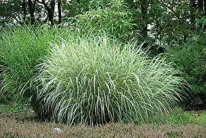 True Grasses Prints: Chinese reed (Miscanthus sinensis Variegatus'), Garden of the Seasons, Westerstede, 81