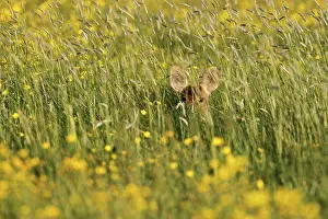 Cervidae Prints: Chinese water deer resting in a flowering meadow spring GB