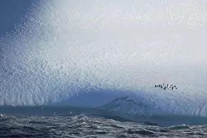 Weather Prints: Chinstrap Penguin (Pygoscelis antarctica) adults