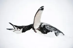 Animal Mouth Prints: Chinstrap penguin (Pygoscelis antarctica) displaying