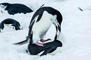 Global Warming Prints: Chinstrap Penguins (Pygoscelis antarcticus) mating at Half Moon Island