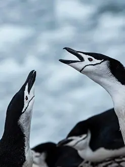 Global Warming Prints: Chinstrap Penguins (Pygoscelis antarcticus) return through the surf