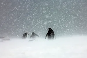 Snowing Prints: Chinstrap penguins (Pygoscelis antarcticus) in snowstorm
