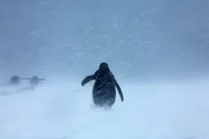 Snowing Prints: Chinstrap penguins (Pygoscelis antarcticus) in snowstorm