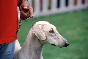 Handgeschnitzten Prints: Chippiparai Indigenous dog breed in Dog Show at Ooty Ootacamund Nilgiris Tamil Nadu India Copyright