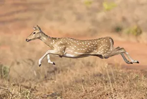 Naturalness Prints: Chital or Cheetal or Chital deer