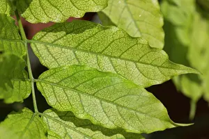 Iron Prints: Chlorosis caused by iron deficiency on the leaves of a Wisteria sinensis plant