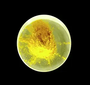 Pigment Prints: Chrome yellow - crocoite. When the red mineral was crushed it would produce a yellow pigment