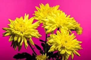 Flower Head Prints: Chrysanthemum Amour Yellow flower on a pink background. Flower head close-up