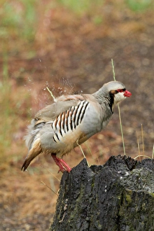 Stump Prints: Chukar Partridge, Alectoris chukar
