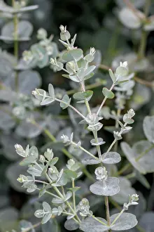 Woody Plant Prints: Cider gum (Eucalyptus gunnii) Azura (= Cagire')