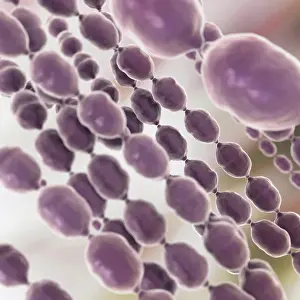 Infectious Disease Prints: Circular-shaped bacteria (coccus)
