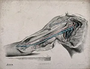 System Prints: The circulatory system: dissection of the upper arm