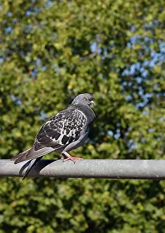 Germany Prints: City domestic pigeon (Columba livia f)
