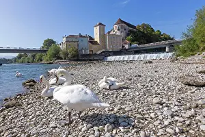 Tourismus Prints: City Steyr, Swans at Confluence The Rivers Enns and Steyr