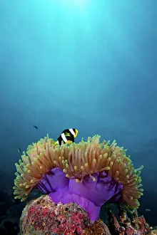 Stripes Prints: Clarkes Anemonefish in Anemone