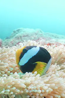 Indian Ocean Prints: Clark´s Anemonefish Amphiprion clarkii