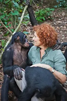 Chimpanzee Prints: Claudine Andre With Bonobos (Pan Paniscus) Founder Of Sanctuary Lola Ya Bonobo Chimpanzee