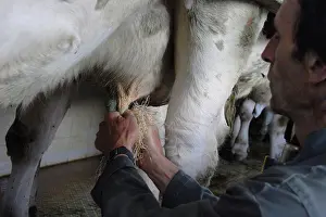 Cleaning the udder of a cow with wood chips France