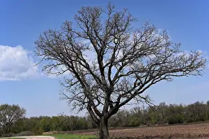 Rural Prints: This is on a clear warm day showing what it can do with a tree
