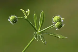 Fruits Prints: Cleavers, clivers, goosegrass (Galium aparine), catchweed showing globular fruits, burrs