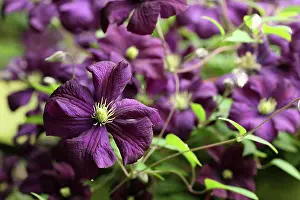 Summer Flowering Prints: Clematis, Clematis Westerplatte