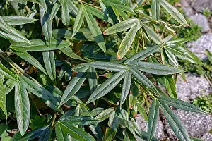 Woody Plant Prints: Climbing raspberry (Rubus henryi)