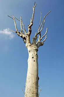 Bald Prints: Clipped plane tree (Platanus)