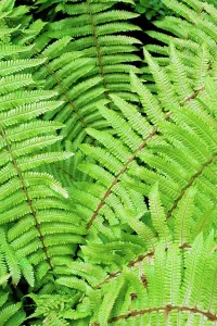 Morphology Botany Prints: Cliton Woodfern leaves in a garden
