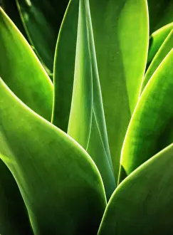 Creation Prints: Close up of Agave