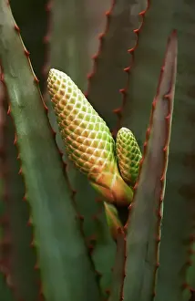 Healing Prints: Close up of Aloe Vera plant with new flower buds appearing