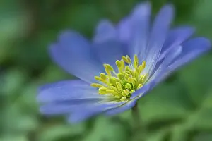Stamen Prints: Close up of an anemone Blanda flower