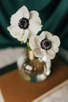 Bouquet Prints: Close up of anemone flower in bud vase against teal backdrop