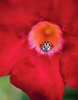 Arthropod Prints: Close up of asian ladybug (harlequin beetle) inside a red flower