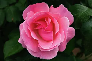 Dekoration Prints: Close up of a beautiful rose flower with its characteristic petals