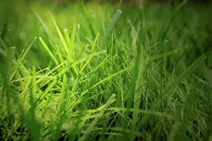 Blade Prints: Close up of blades of grass