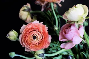 Missouri Prints: Close up of blooming flowers