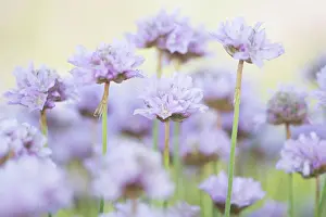 Blumen Prints: Close up of blooming thrift seapink flowers Close up of blooming thrift seapink flowers Copyright: xZoonar