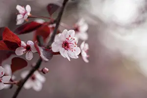 Bokeh Prints: Close up of blossom on a flowering sand cherry tree in the spring