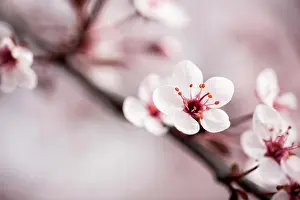 Bokeh Prints: Close up of blossom on a flowering sand cherry tree in the spring