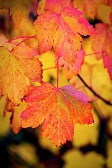 National Landmark Prints: Close up of bright colourful maple leaf in the fall hanging from a tree branch in Waterton Lakes National Park;
