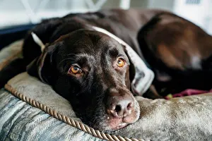 Curiosity Prints: Close up of brown dog laying on cushion