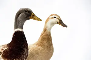 Point Of View Prints: Close up of two brown and grey ducks on white background