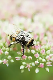 Pollination Prints: Close Up Of Bumble Bee On Flower Covered In Pollen