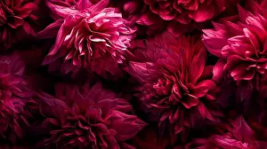 Violet Prints: A close up of a bunch of red flowers with a dark background