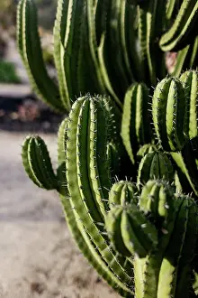 Southern Prints: Close Up of Cactus in Desert Garden in San Diego